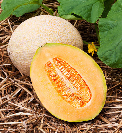 Hale's Best Jumbo Cantaloupe (Cucumis melo) Orange Muskmelon Fruit Seeds