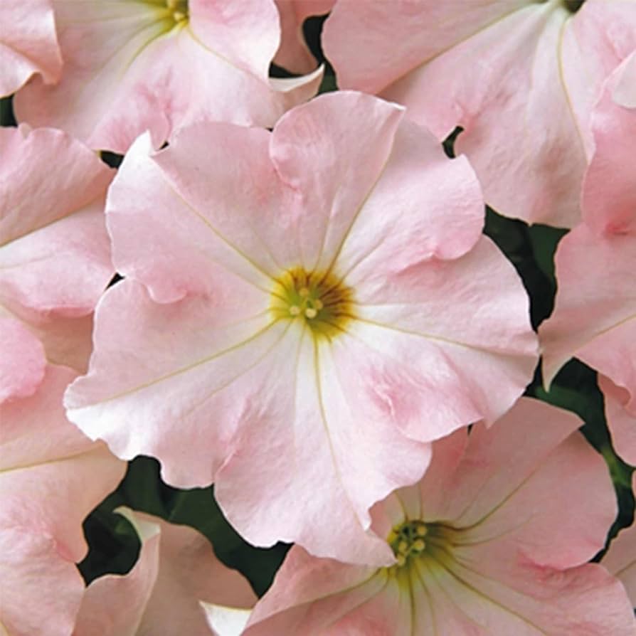 Pink Petunias in Hanging Basket Display