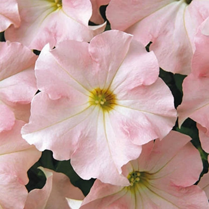 Pink Petunias in Hanging Basket Display