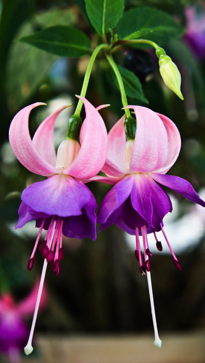 Hanging Double Petal Fuchsia Plants