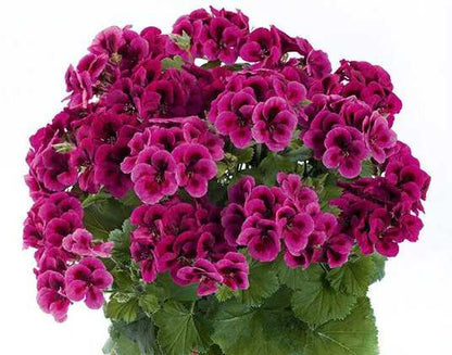 Hanging Purple Geranium Plants for Baskets and Containers