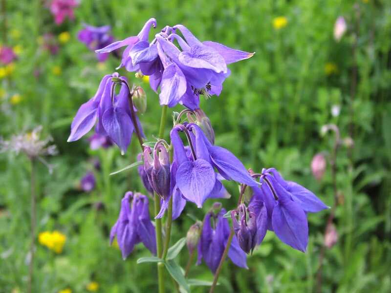 High quality Violet Viticella Flower seeds for Planting Cut Flower Favorite, Heirloom & GMO Free Seeds for Home Garden seeds pack