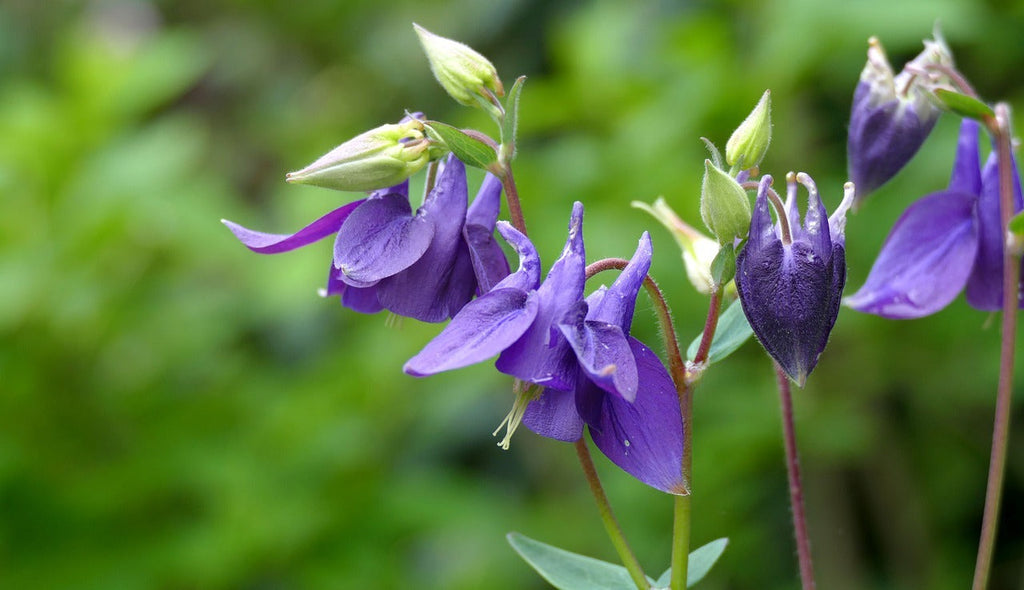 Premium Violet Viticella Flower seeds for Planting Cut Flower Favorite, Heirloom & GMO Free Seeds for Home Garden seeds
