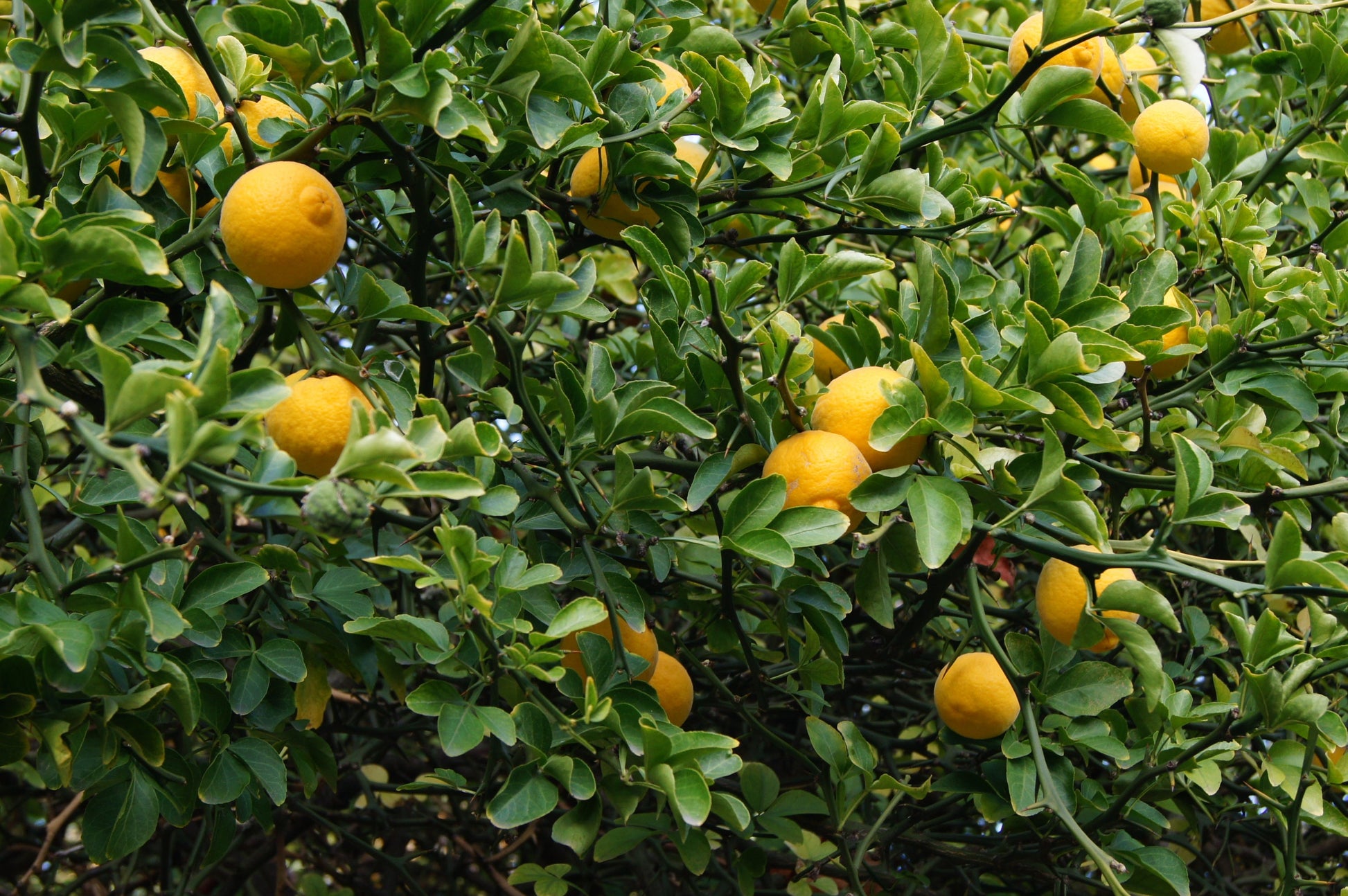 Hardy orange seeds producing small orange-like fruits on branches