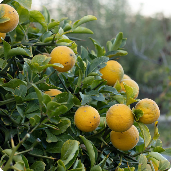 Hardy orange seeds Poncirus trifoliata cold-tolerant citrus shrub