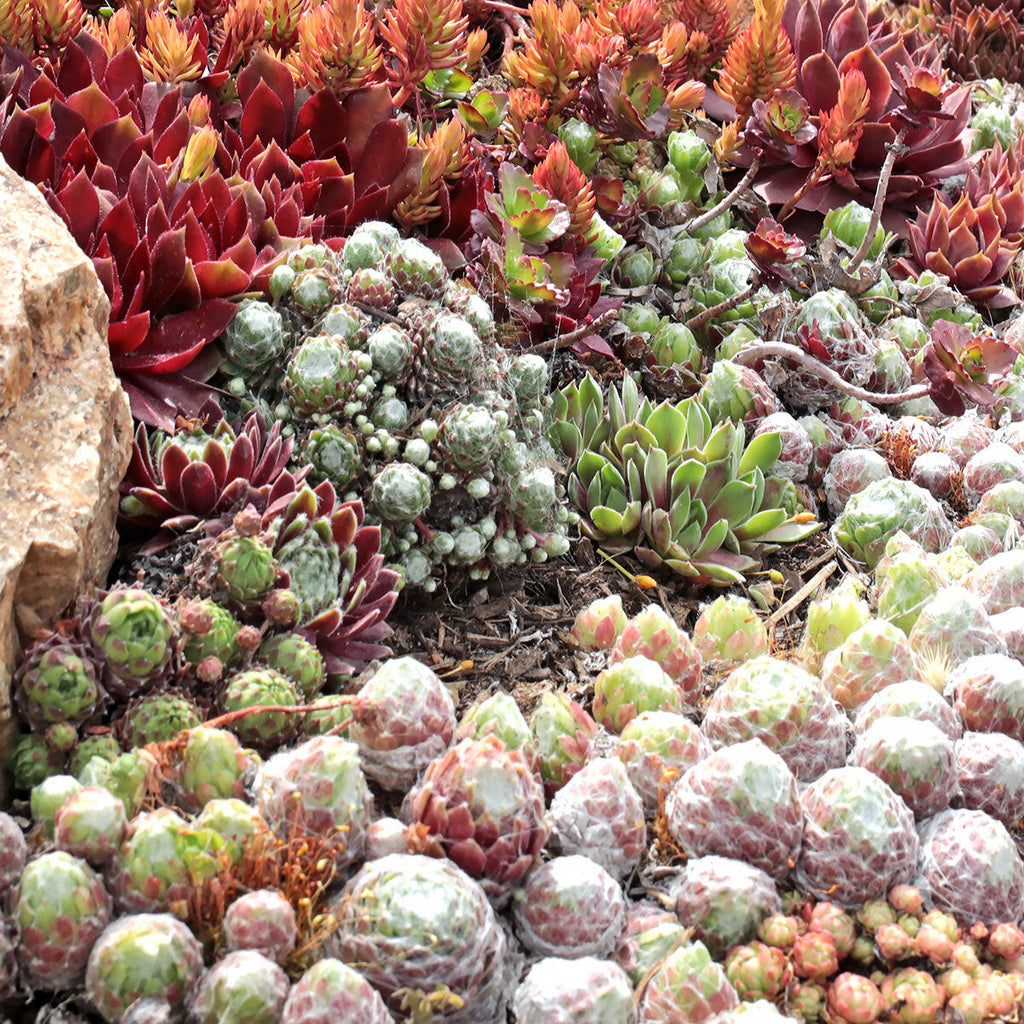 Premium Mixed Sempervivum Flower seeds for Planting Long Bloom Season, Heirloom & GMO Free Seeds for Home Garden seeds