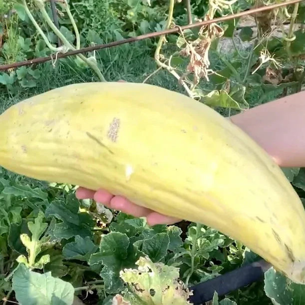 Banana Cantaloupe Melon (Cucumis melo) Fruit Seeds
