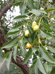 Harvested Spondias fruits for culinary use
