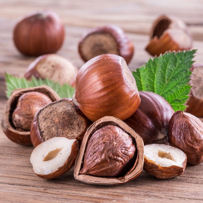 Ripe hazelnuts growing on a branch