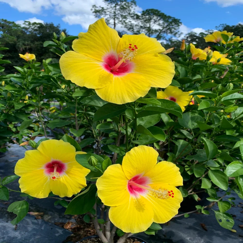 Hibiscus Light Yellow Flower seeds for Planting Bright Blooms, Heirloom & GMO Free Seeds for Home Garden vegetable and garden seeds