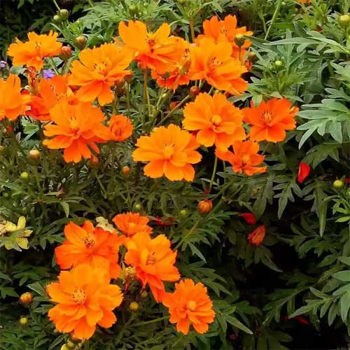 Orange Cosmos Flower seeds for Planting Long Bloom Season, Heirloom & GMO Free Seeds for Home Garden vegetable and garden seeds
