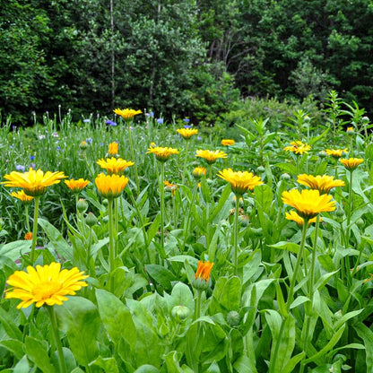 Healing Herbs Seed Collection pollinator herb mix