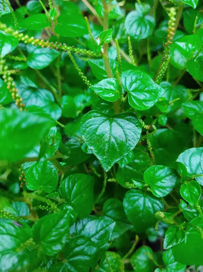 Peperomia Pellucida Flower seeds for Planting Seasonal Bloomer Heirloom & GMO Free Seeds for Home Garden