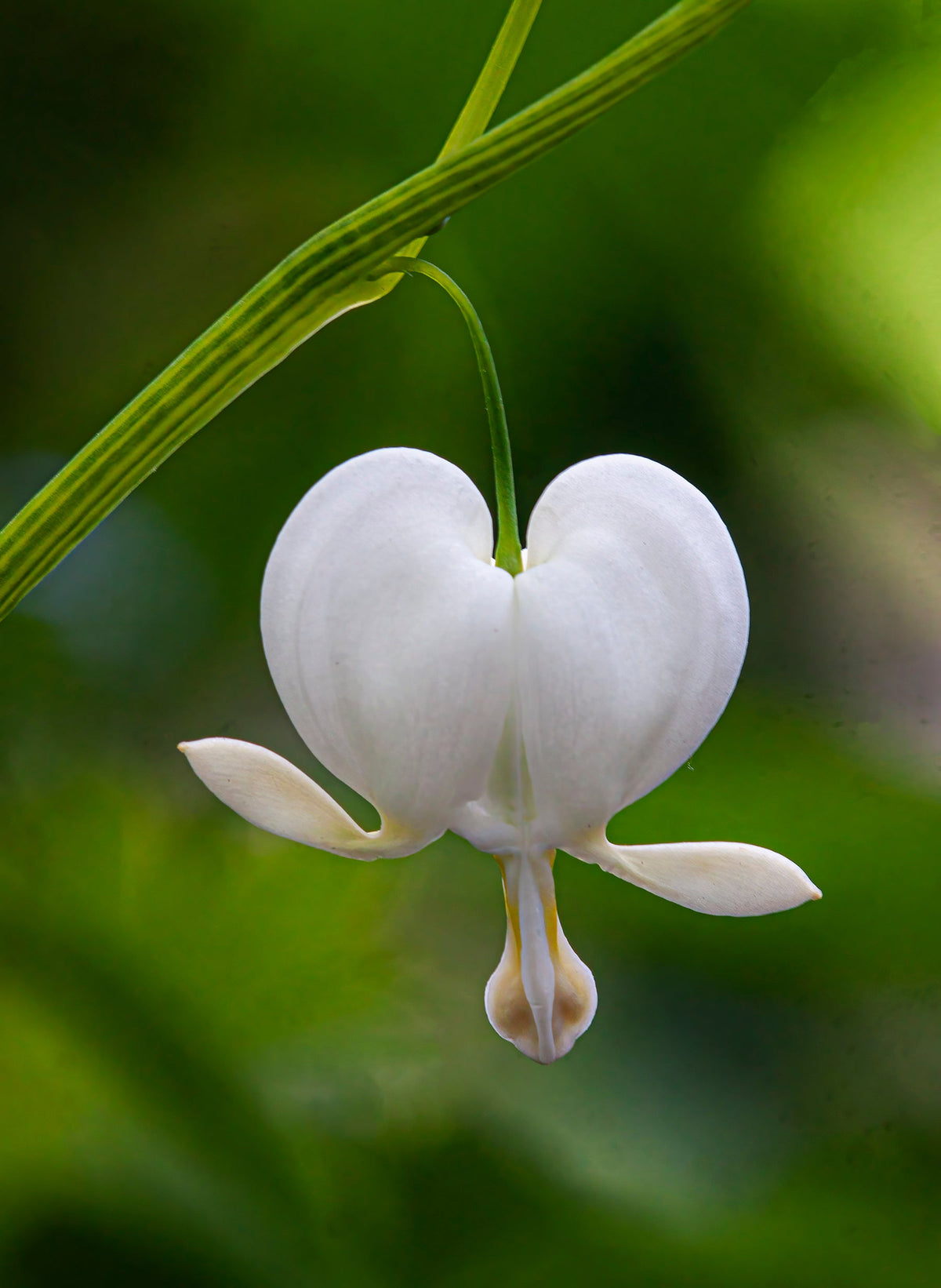 Heirloom Bleeding Hearts Flower seeds for Planting Drought Tolerant Heirloom & GMO Free Seeds for Home Garden