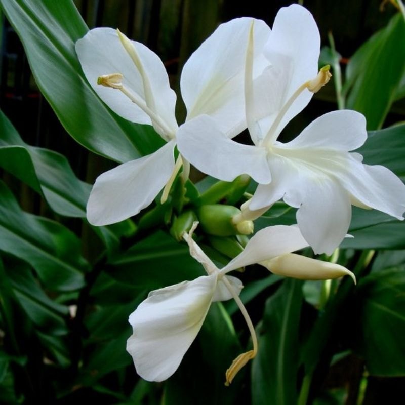 Heirloom Hedychium Coronarium Flower seeds for Planting Premium Quality Heirloom & GMO Free Seeds for Home Garden