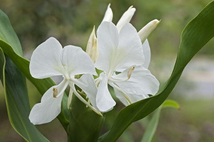 Heirloom Hedychium Coronarium Flower seeds for Planting Premium Quality Heirloom & GMO Free Seeds for Home Garden