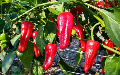 Heirloom Aleppo pepper seeds for planting