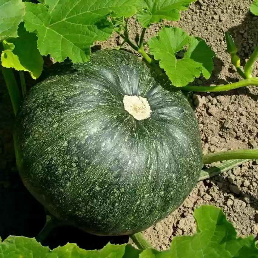 Heirloom black pumpkin plants in sunlight