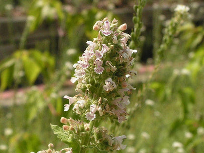 Heirloom Catnip seeds Nepeta cataria
