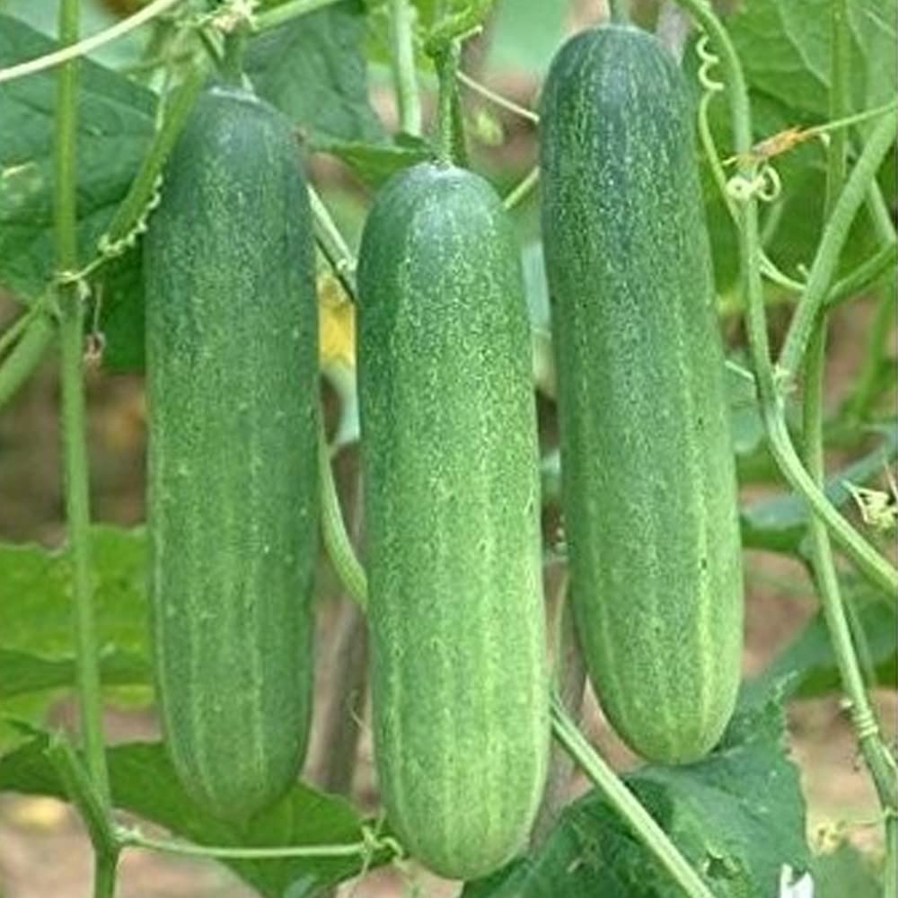 Heirloom Marketmore slicing cucumbers harvested from garden