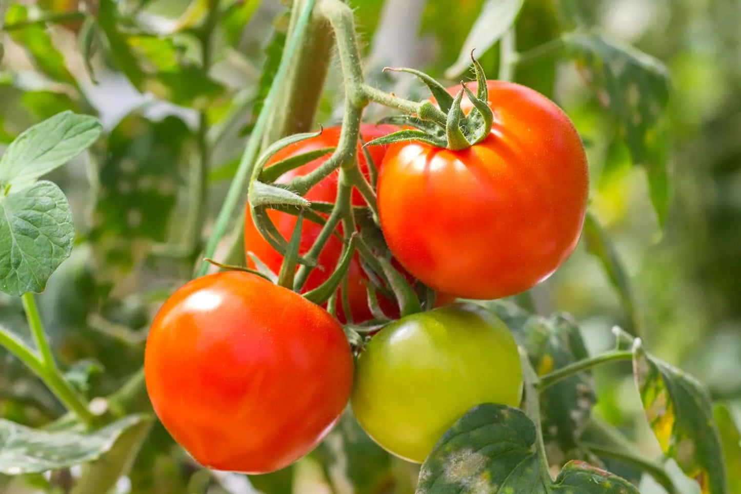 Heirloom Mixed Tomato seeds ideal for backyard gardens