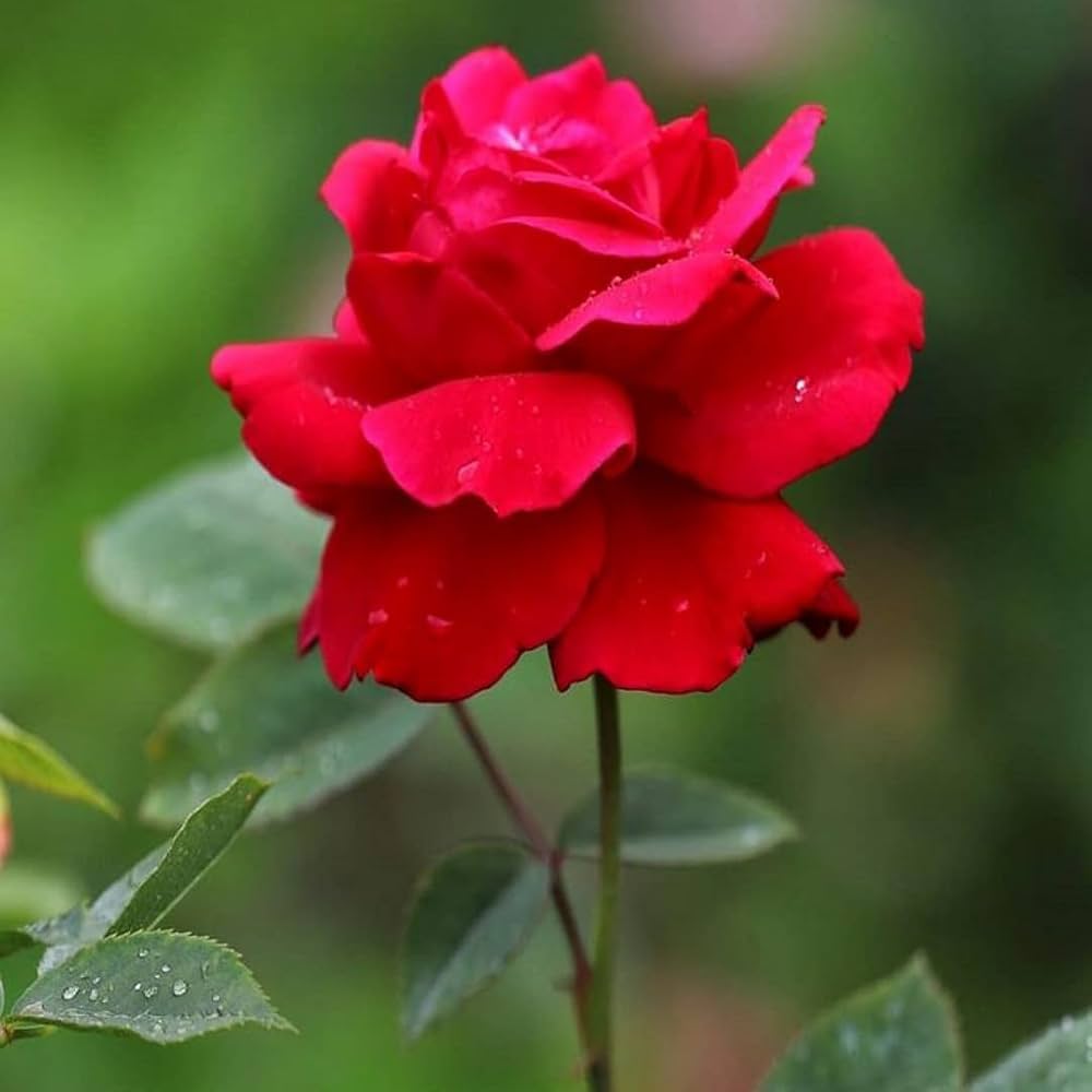 Heirloom Red Rose Seeds for Beautiful Flowers