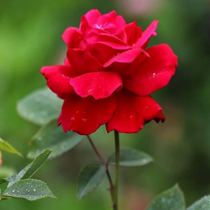 Heirloom Red Rose Seeds for Beautiful Flowers