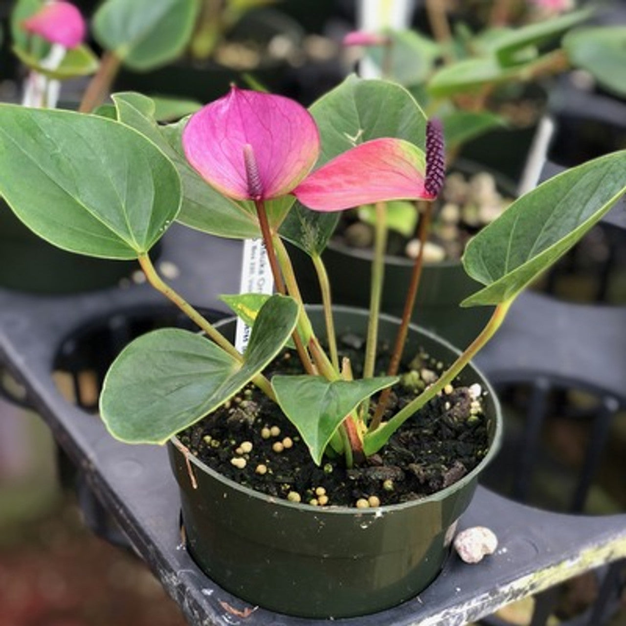 Heirloom Violet Anthurium Seeds for Elegant Garden Displays