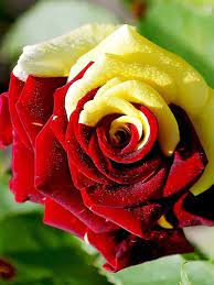 Heirloom Yellow Red Rose Seeds for Garden Lovers