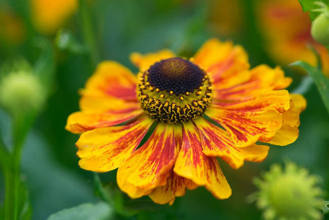 Helenium Flower seeds for Planting Long Bloom Season Heirloom & GMO Free Seeds for Home Garden