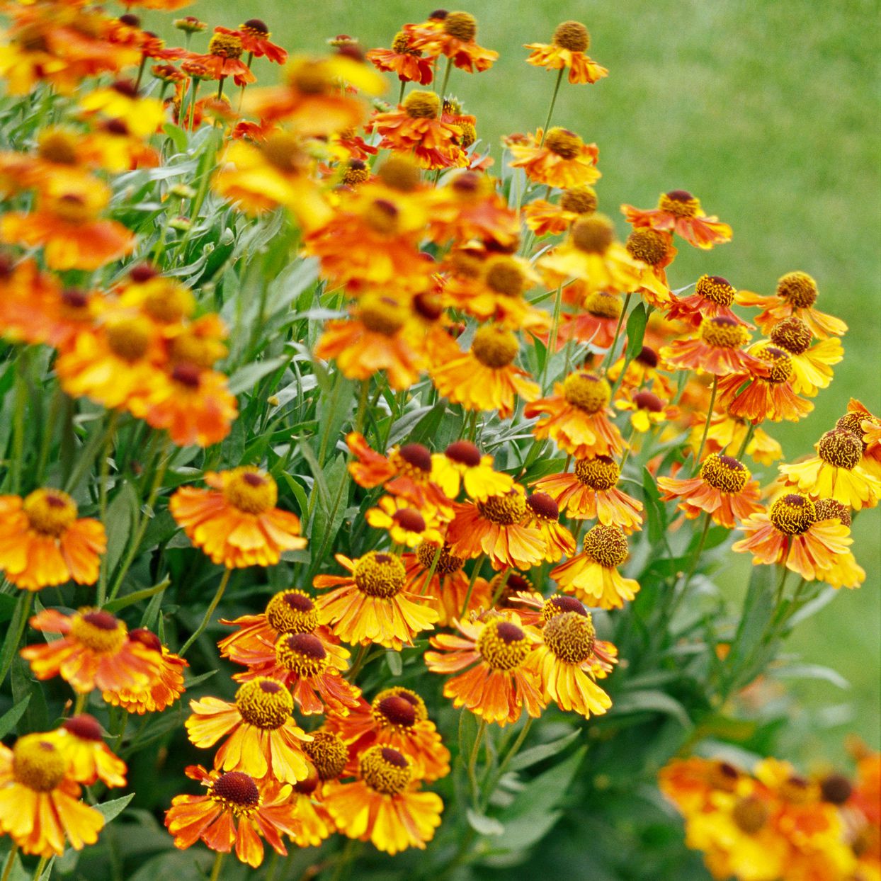 Helenium Flower seeds for Planting Bright Blooms Heirloom & GMO Free Seeds for Home Garden