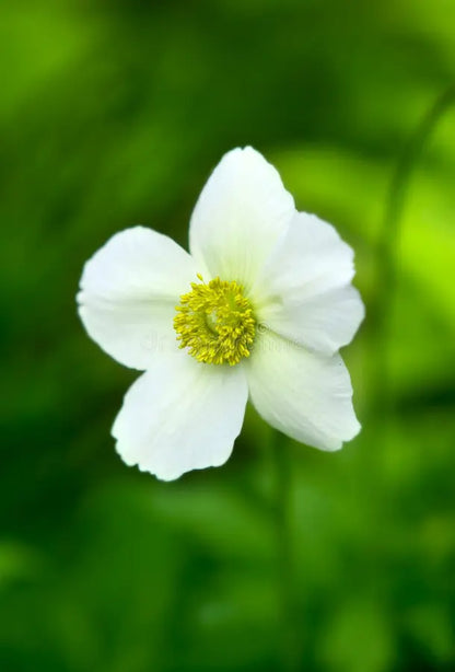 Helianthemum Flower seeds for Planting Bright Blooms Heirloom & GMO Free Seeds for Home Garden
