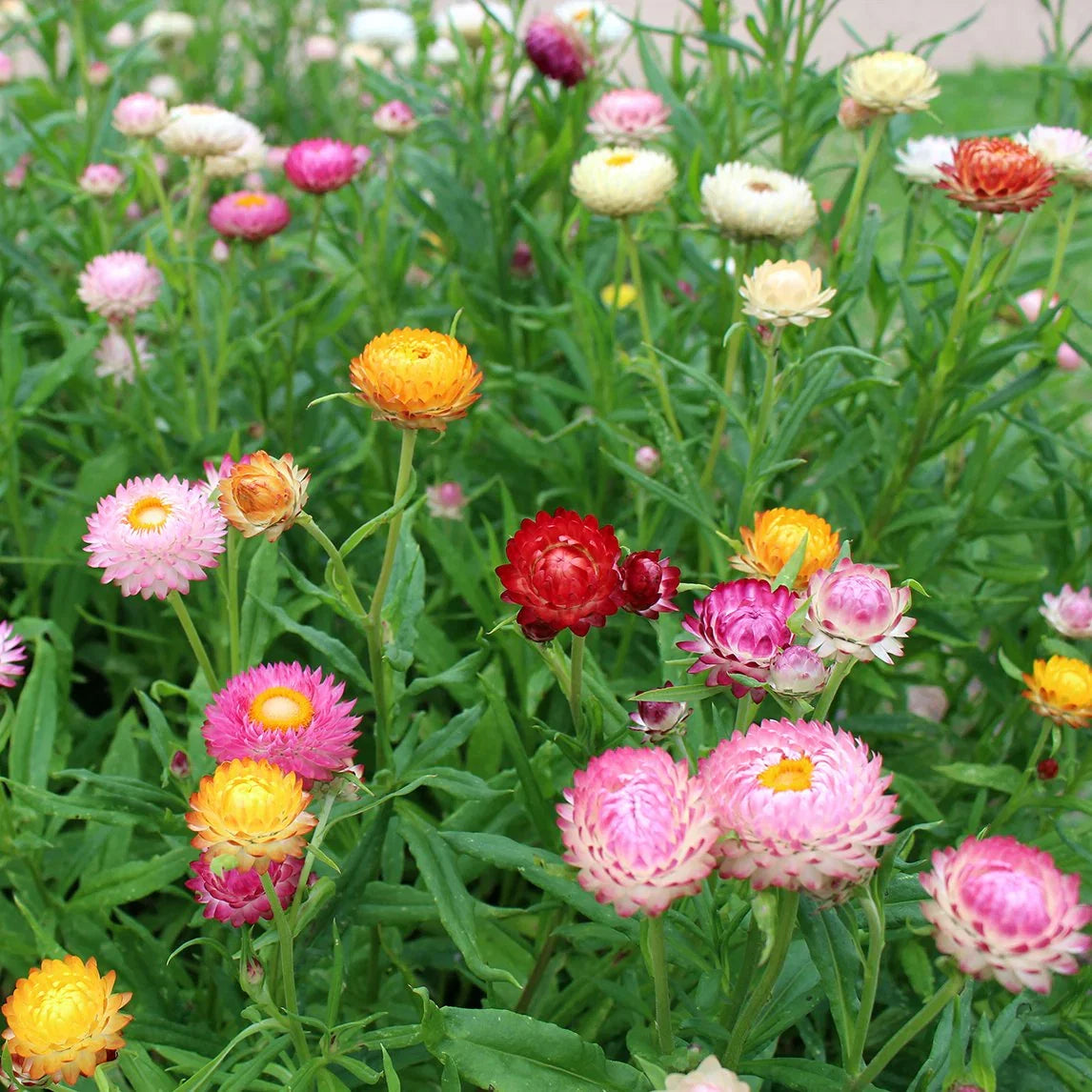 Heirloom StrawFlower seeds for Planting Sun Loving Heirloom & GMO Free Seeds for Home Garden