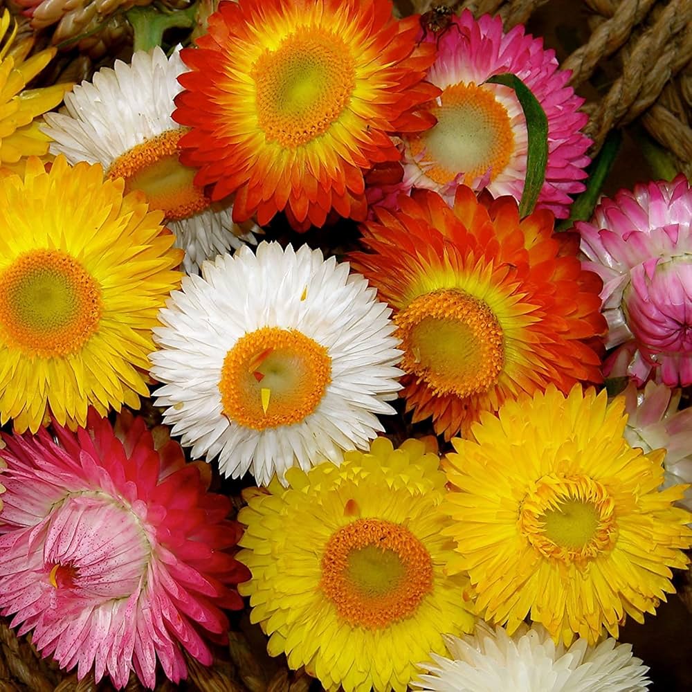 Mix Helianthemum Flower seeds for Planting Cut Flower Favorite, Heirloom & GMO Free Seeds for Home Garden vegetable and garden seeds