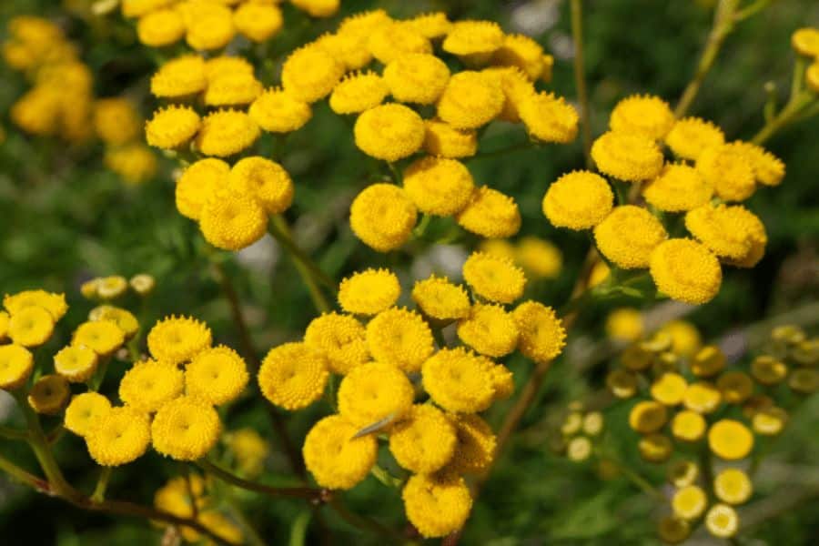 Helichrysum Flower seeds for Planting Perfect for Borders Heirloom & GMO Free Seeds for Home Garden