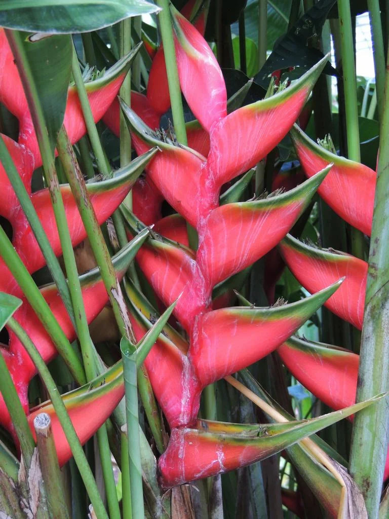 High quality Heliconia Pogonantha Flower seeds for Planting Bright Blooms, Heirloom & GMO Free Seeds for Home Garden seeds pack