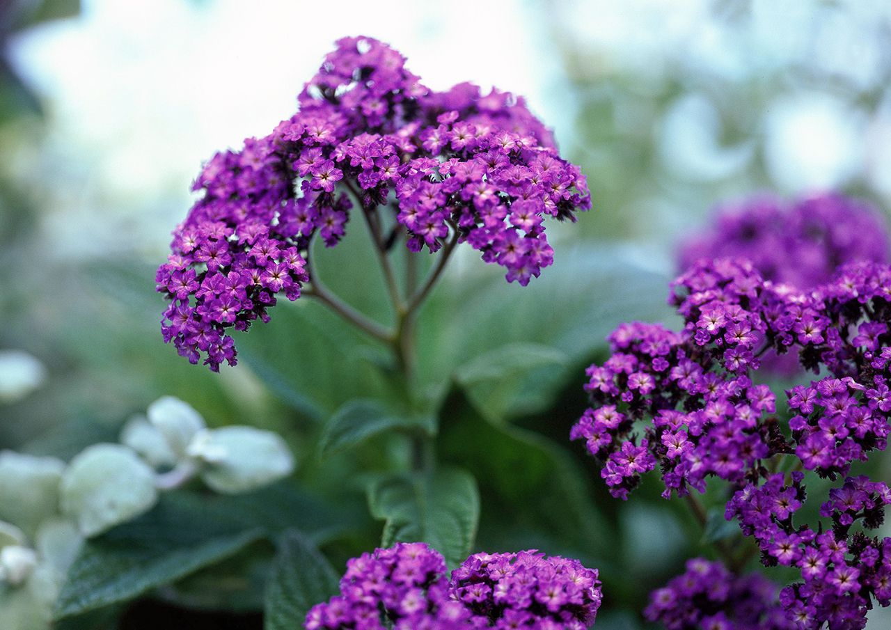 Premium Heliotropium Flower seeds for Planting Low Maintenance, Heirloom & GMO Free Seeds for Home Garden seeds