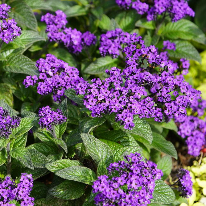 Fresh Heliotrope Flower seeds for Planting Shade Tolerant, Heirloom & GMO Free Seeds for Home Garden seeds for home gardening