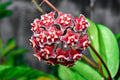 Green Red Hoya Flower seeds for Planting Long Bloom Season, Heirloom & GMO Free Seeds for Home Garden seeds for planting