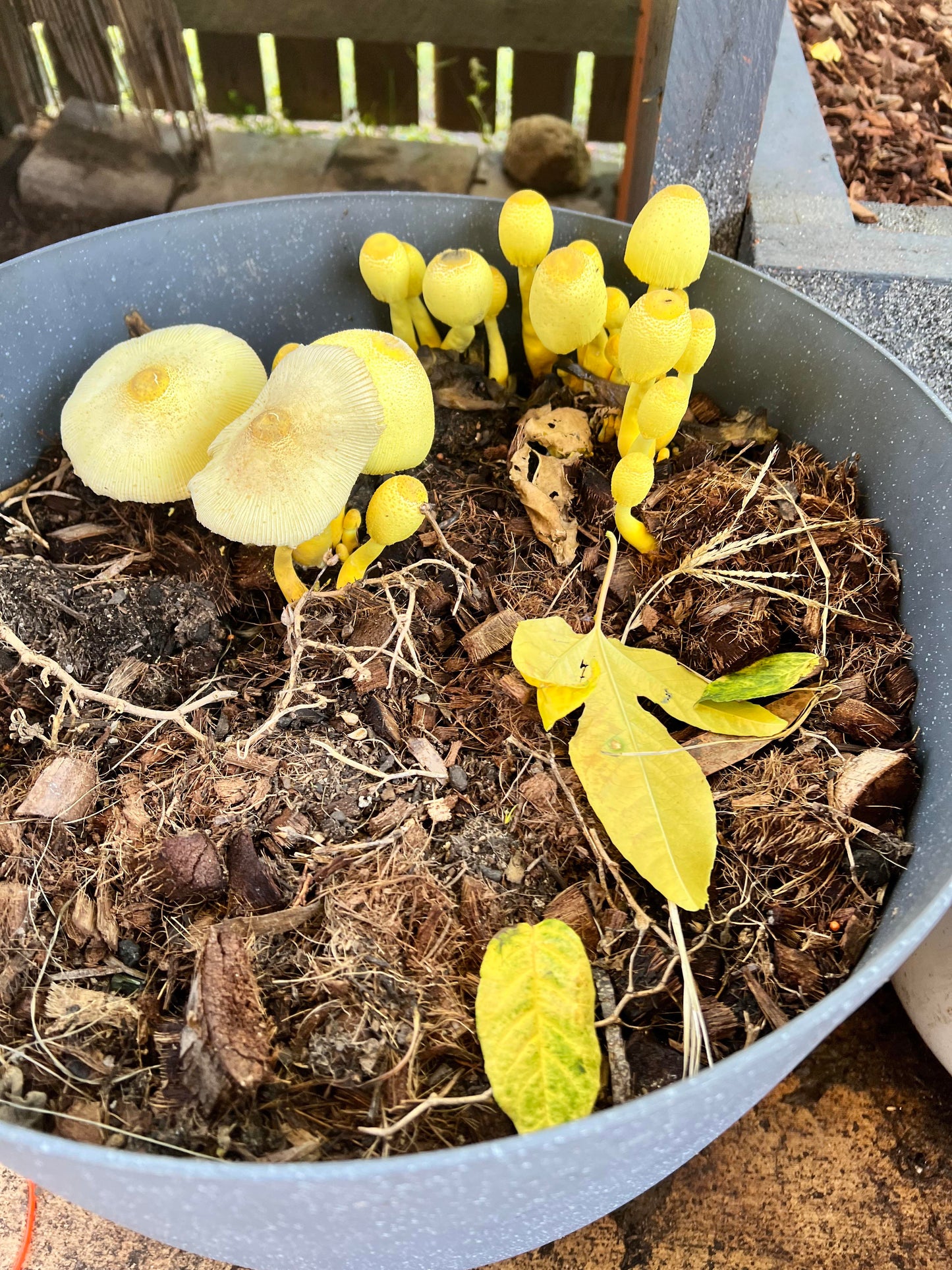 Yellow Mushrooms Planting Seeds