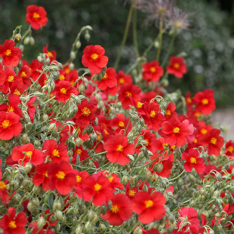 Helianthemum Flower seeds for Planting Bright Blooms Heirloom & GMO Free Seeds for Home Garden