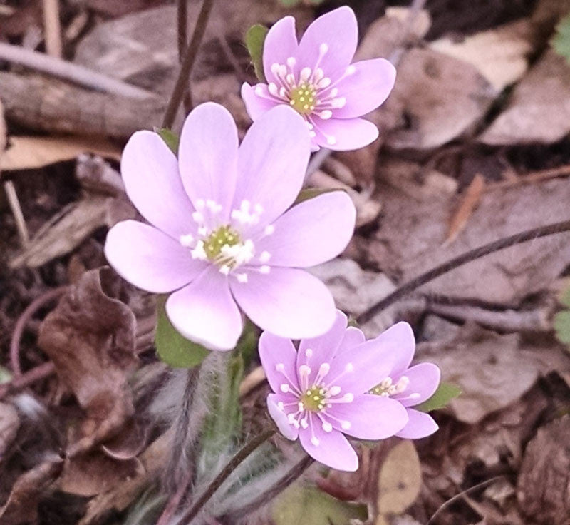 Premium Pink White Hepatica Flower seeds for Planting Hardy Variety, Heirloom & GMO Free Seeds for Home Garden seeds