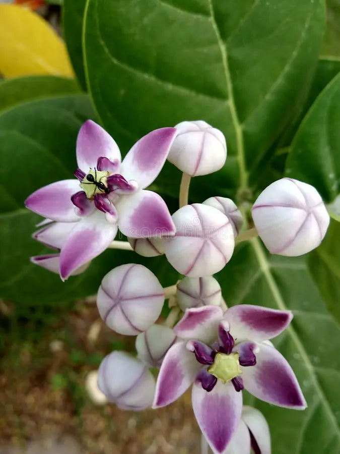 Calotropis Flower seeds for Planting Drought Tolerant, Heirloom & GMO Free Seeds for Home Garden vegetable and garden seeds