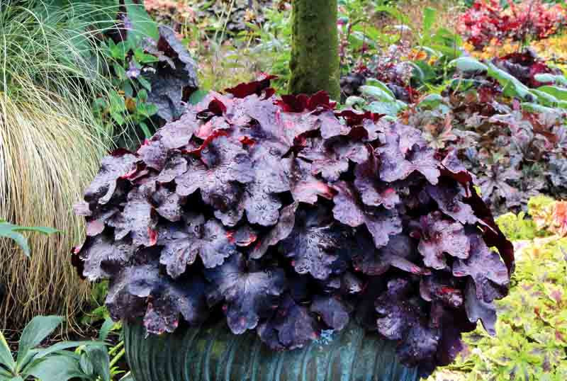 Purple Coral Bells Flower seeds for Planting Sun Loving, Heirloom & GMO Free Seeds for Home Garden vegetable and garden seeds
