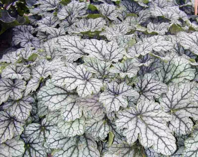 Premium White Coral Bells Flower seeds for Planting Cut Flower Favorite, Heirloom & GMO Free Seeds for Home Garden seeds