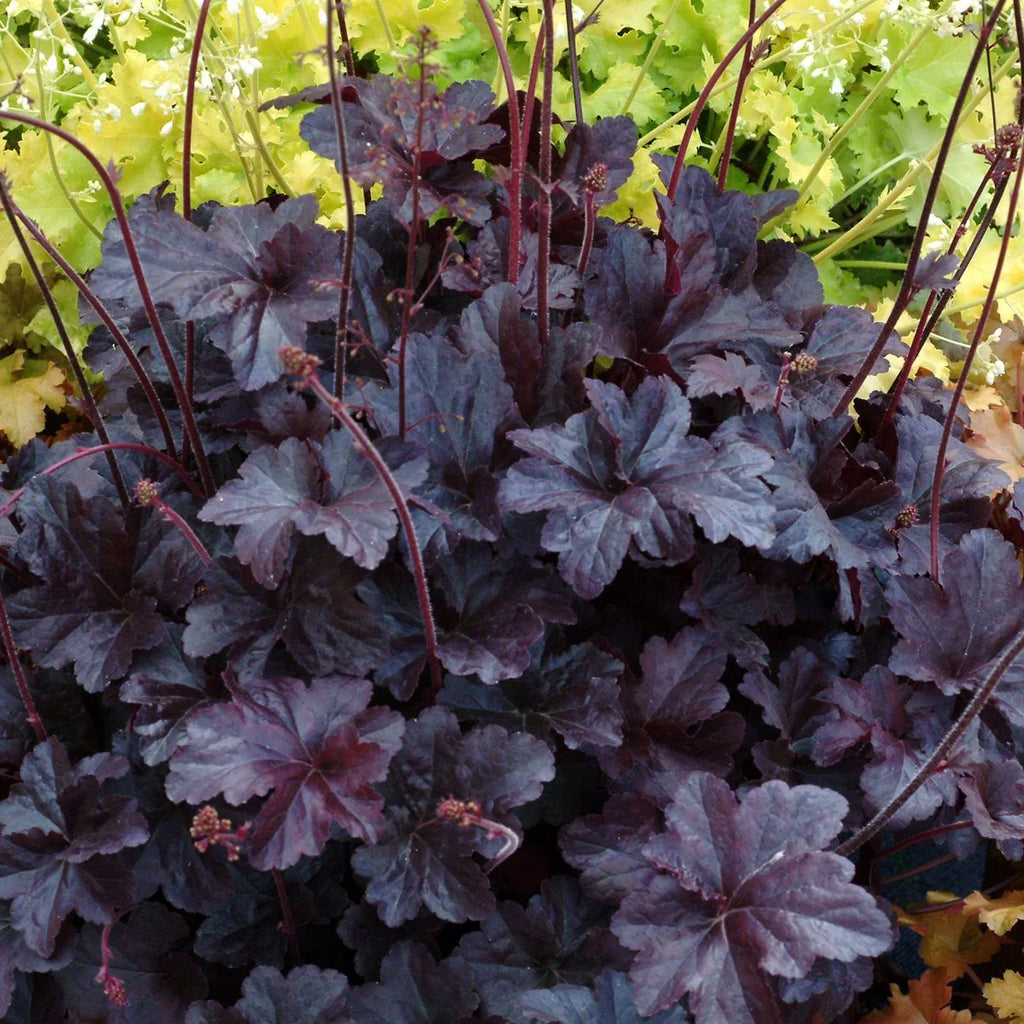 Black Obsidian Flower seeds for Planting Cottage Garden Essential, Heirloom & GMO Free Seeds for Home Garden vegetable and garden seeds
