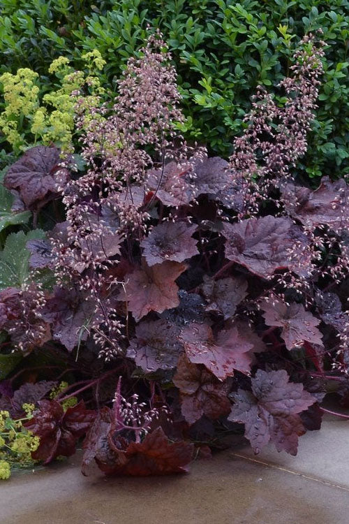 Purple Coral Bell Flower seeds for Planting Seasonal Bloomer, Heirloom & GMO Free Seeds for Home Garden vegetable and garden seeds