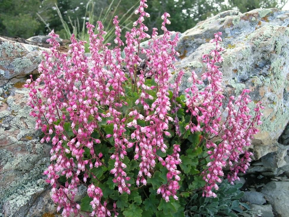 Premium Heuchera Pulchella Flower seeds for Planting Bright Blooms Heirloom & GMO Free Seeds for Home Garden seeds