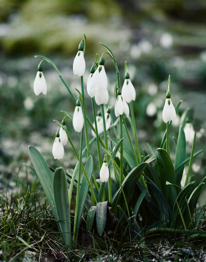 Galanthus Flower seeds for Planting Sun Loving Heirloom & GMO Free Seeds for Home Garden