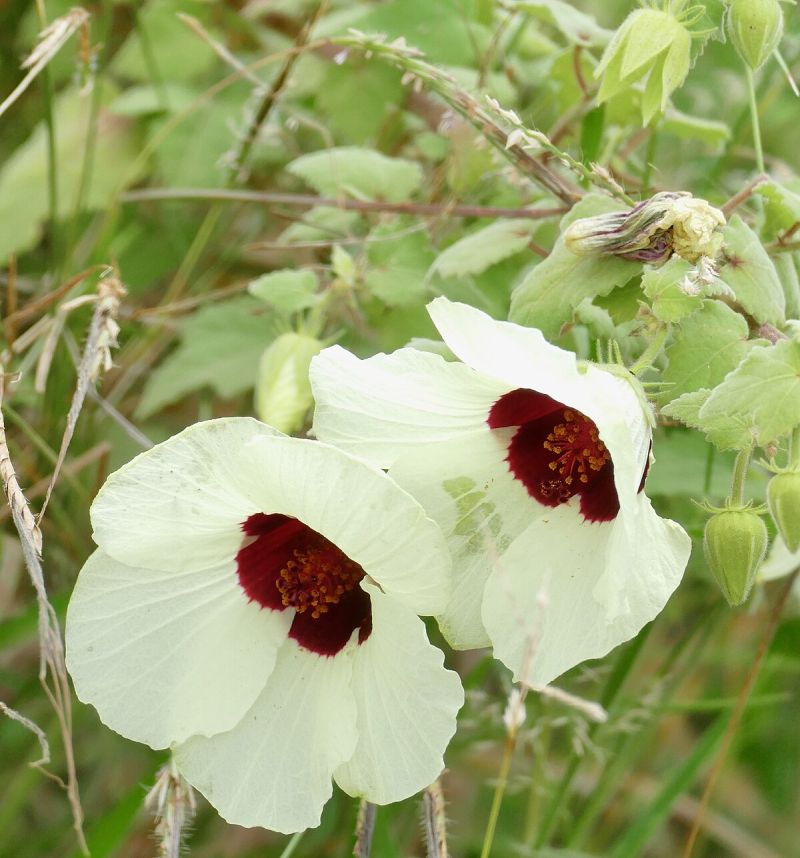 Hibiscus Vitifolius Flower seeds for Planting Bright Blooms Heirloom & GMO Free Seeds for Home Garden